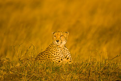 Kenya