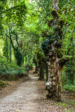 Camino Frances