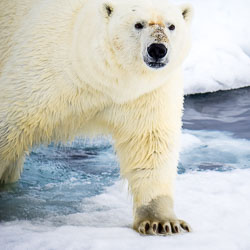 Arctic