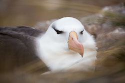 Falkland Islands