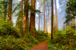 Northern California