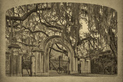 Savannah