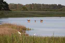Chincoteague and Assateague Islands